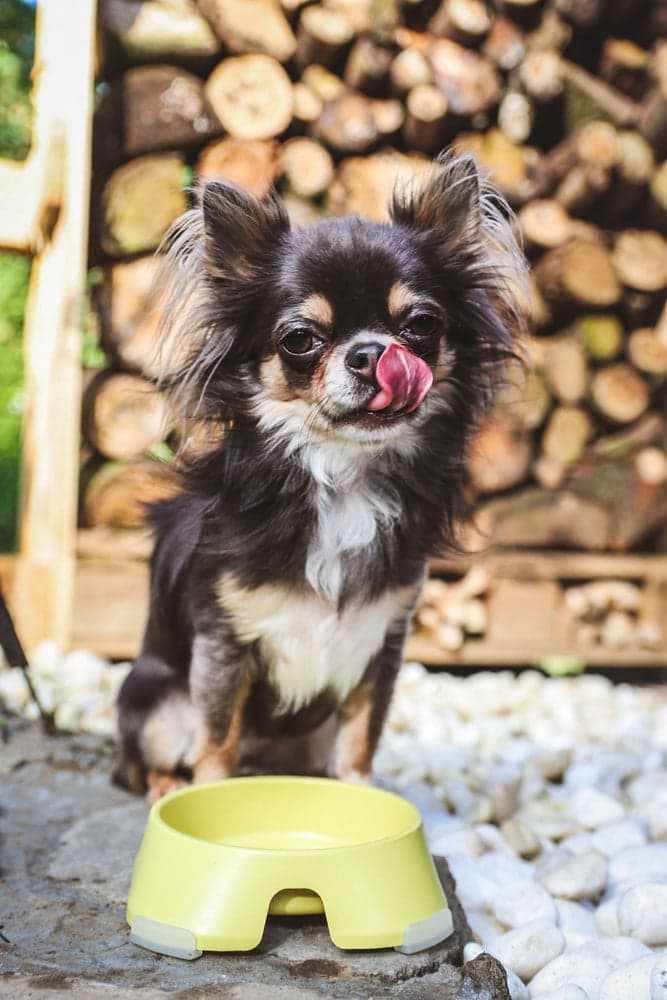 Hundskål S 200 ml Gul, view: 1