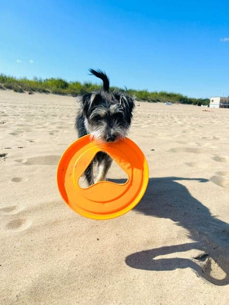 Hundfrisbee 25 cm Grön, view: 3