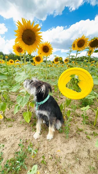 Hundfrisbee 25 cm Grön, view: 2