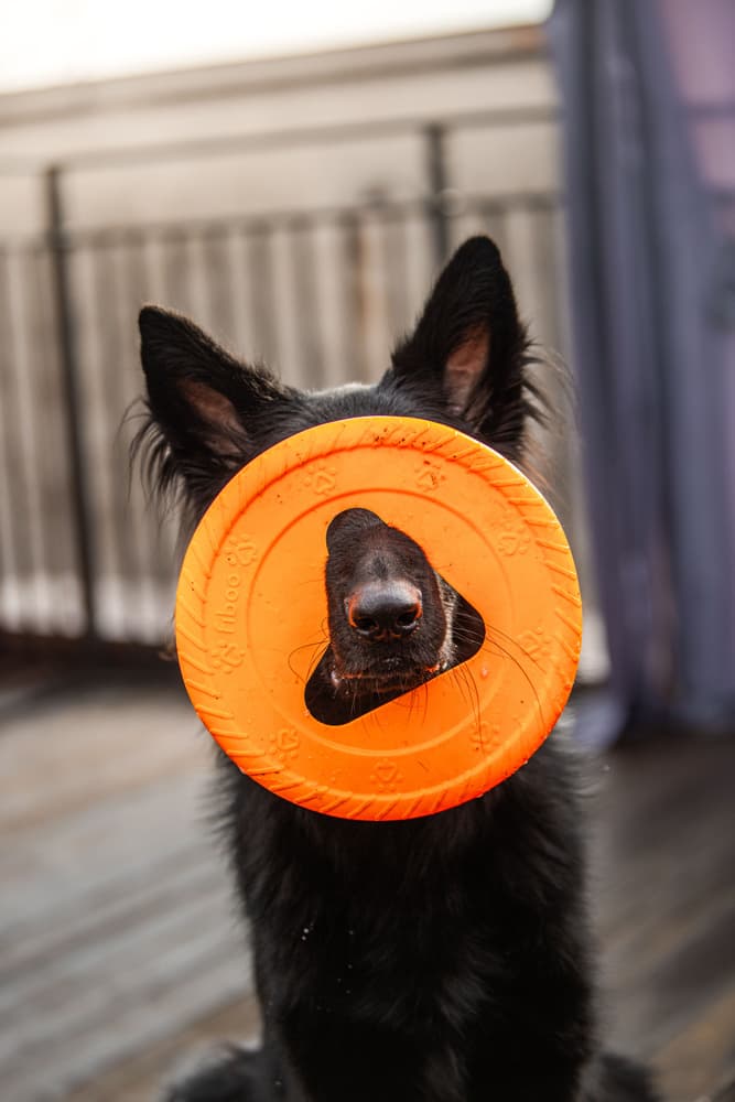 Hundfrisbee 25 cm Orange, view: 2