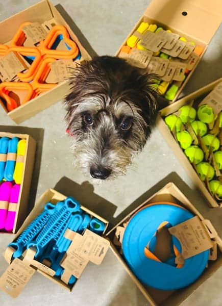 Hundfrisbee 25 cm Blå, view: 4