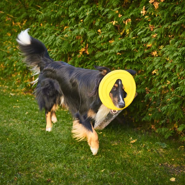 Hundfrisbee 25 cm Grön, view: 1