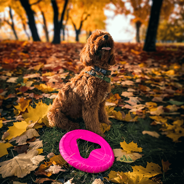 Hundfrisbee 25 cm Blå, view: 1