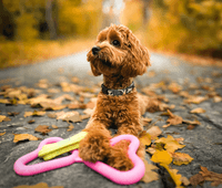 Dragkampsleksak Blå - view: 3