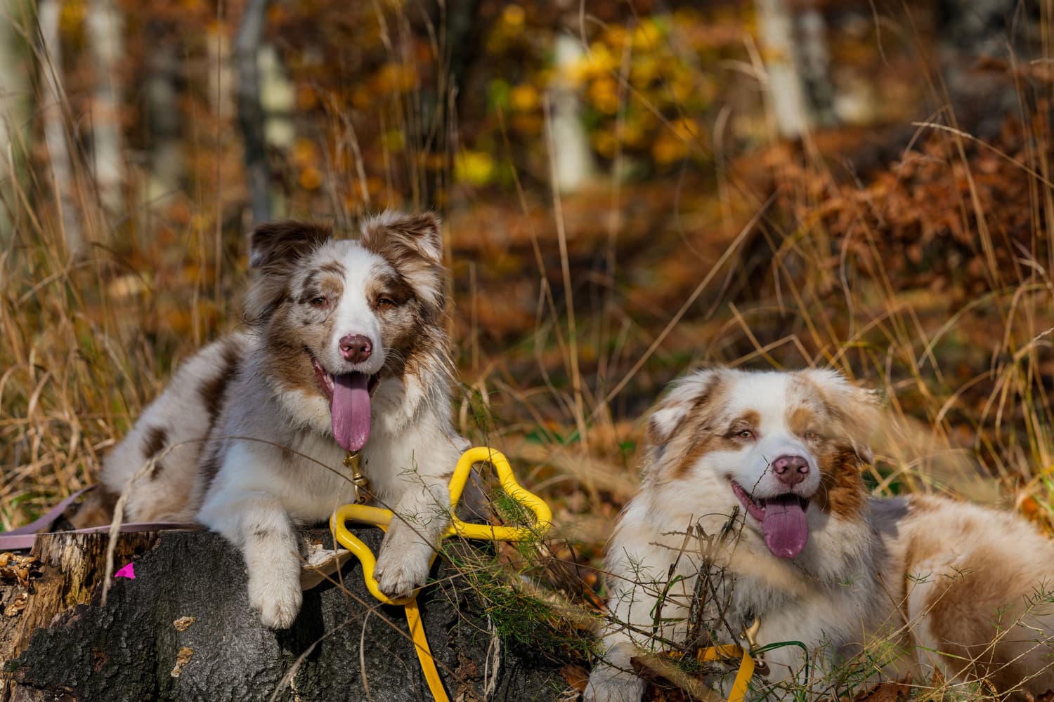 Dragkampsleksak Blå, view: 2