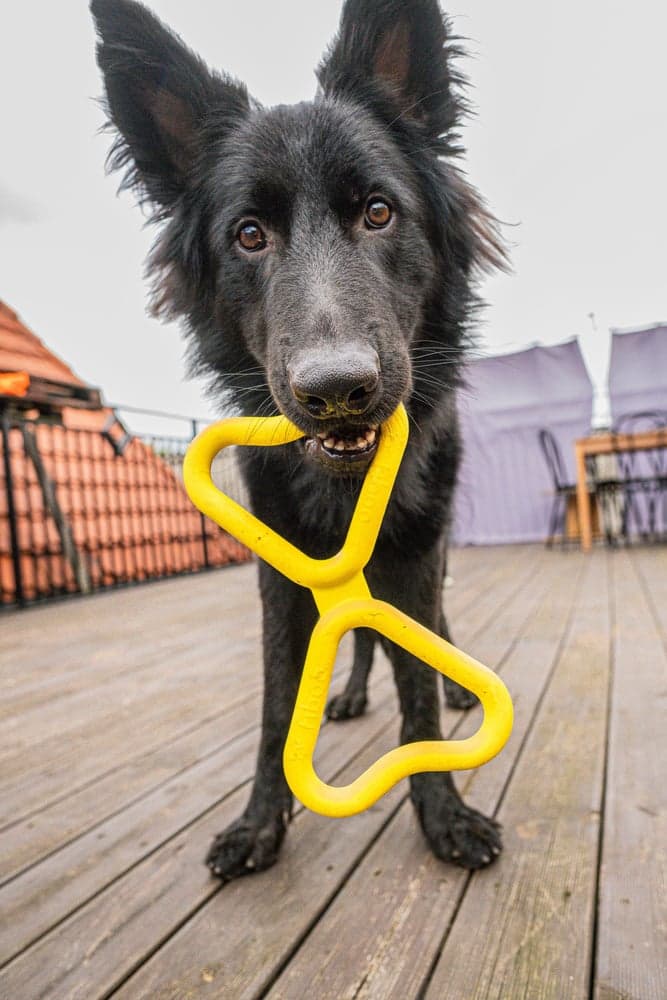 Dragkampsleksak Gul, view: 3