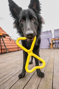 Dragkampsleksak Gul - view: 3