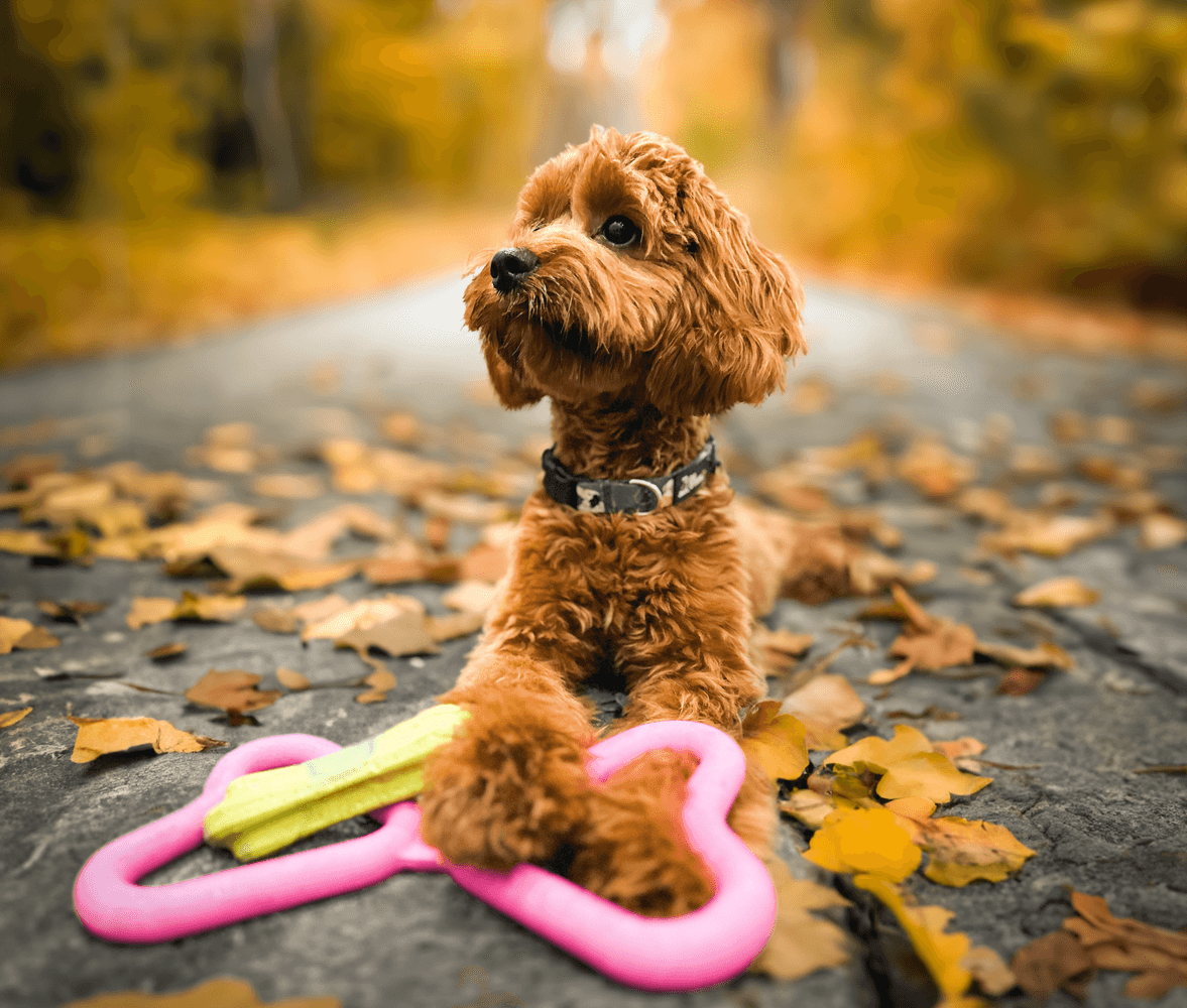 Dragkampsleksak Orange, view: 1