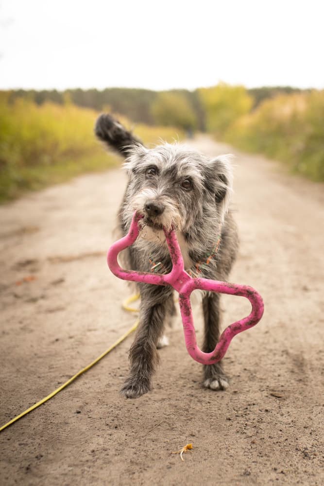 Dragkampsleksak Orange, view: 2