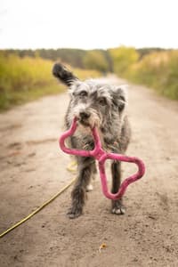 Dragkampsleksak Orange - view: 2