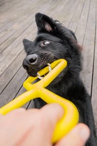 Dragkampsleksak Grön - view: 3