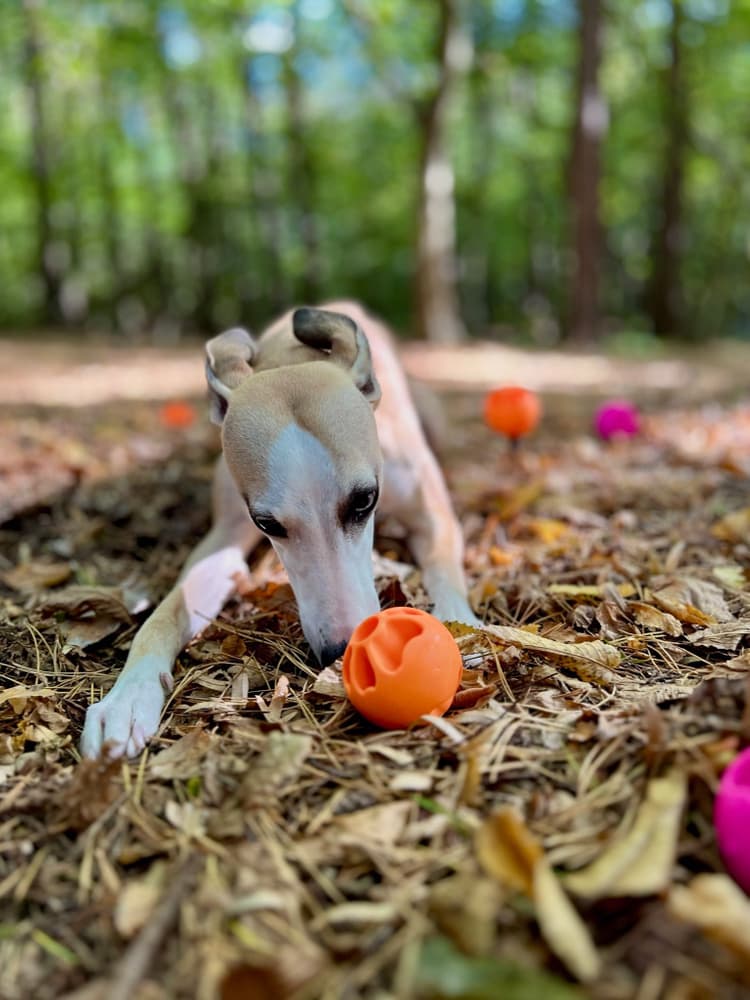Aktiveringsboll Snacks Orange, view: 2