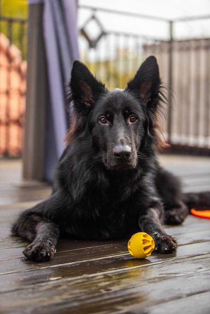 Aktiveringsboll Snacks Gul, view: 2