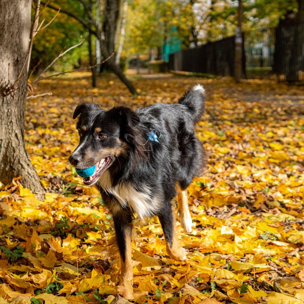 Aktiveringsboll Snacks Blå, view: 2