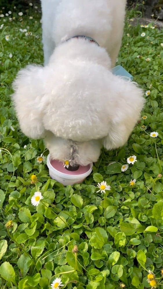 Hundglass Gelato Hallon 40 g, view: 3