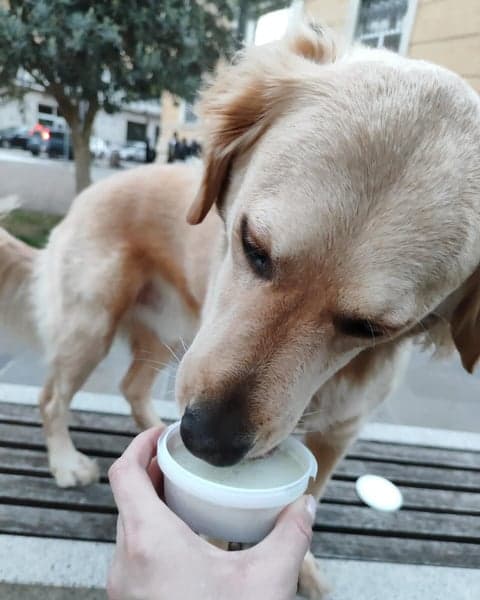 Hundglass Gelato Äpple 40 g, view: 2