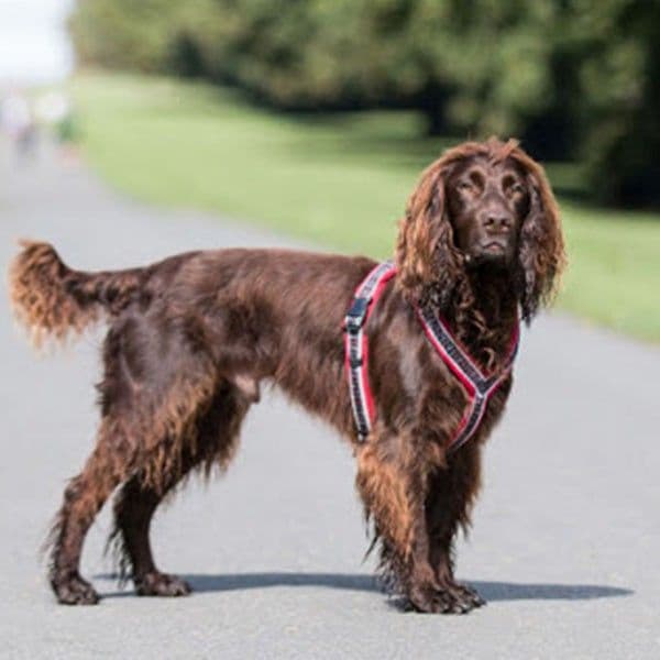 Ratia 8-shape sele red, view: 3