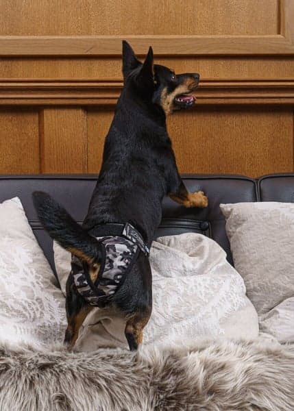 Tikskydd BRENDA Camo M-XL, view: 4