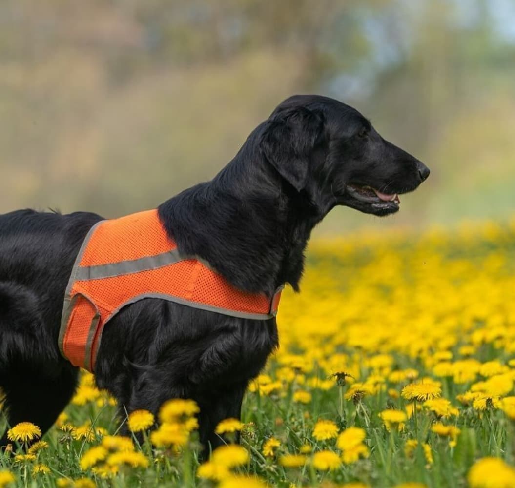 Reflexväst ATTE Orange M, view: 3