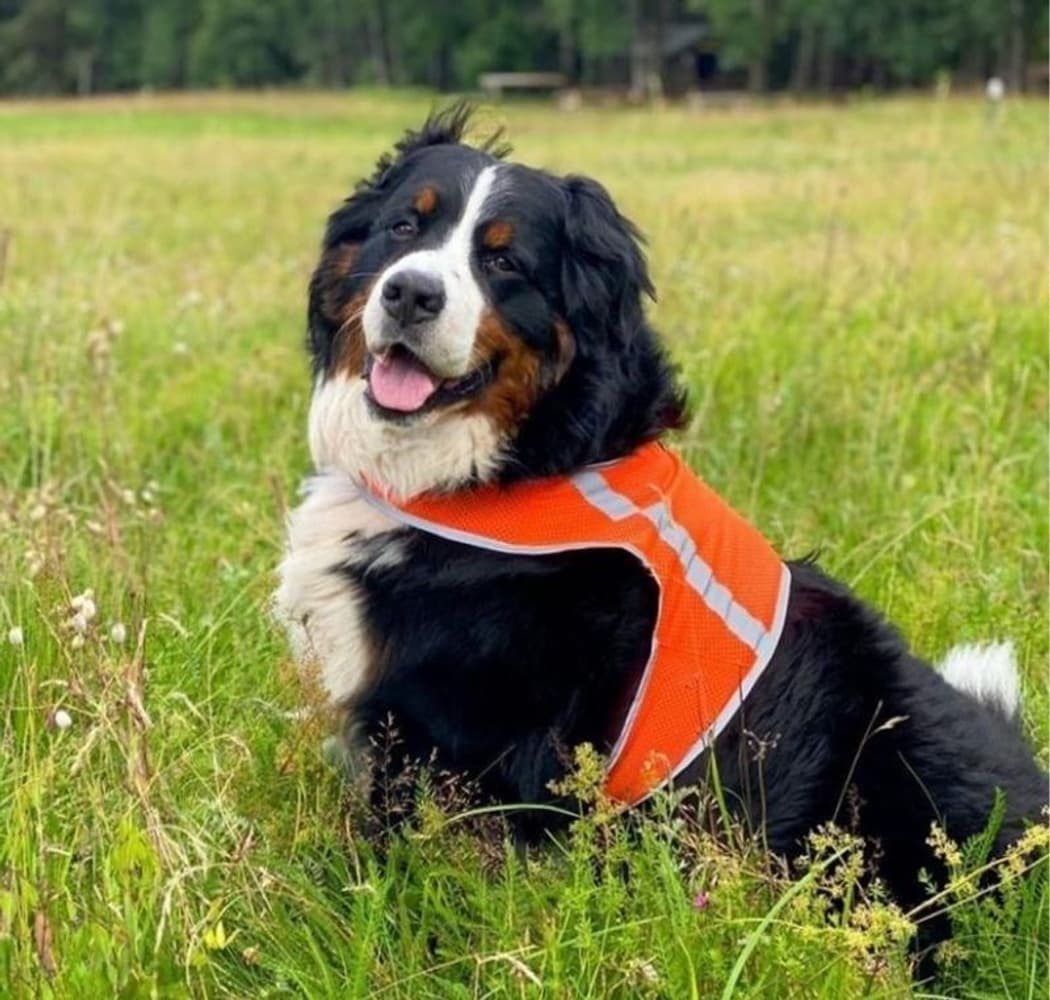 Reflexväst ATTE Orange M, view: 2