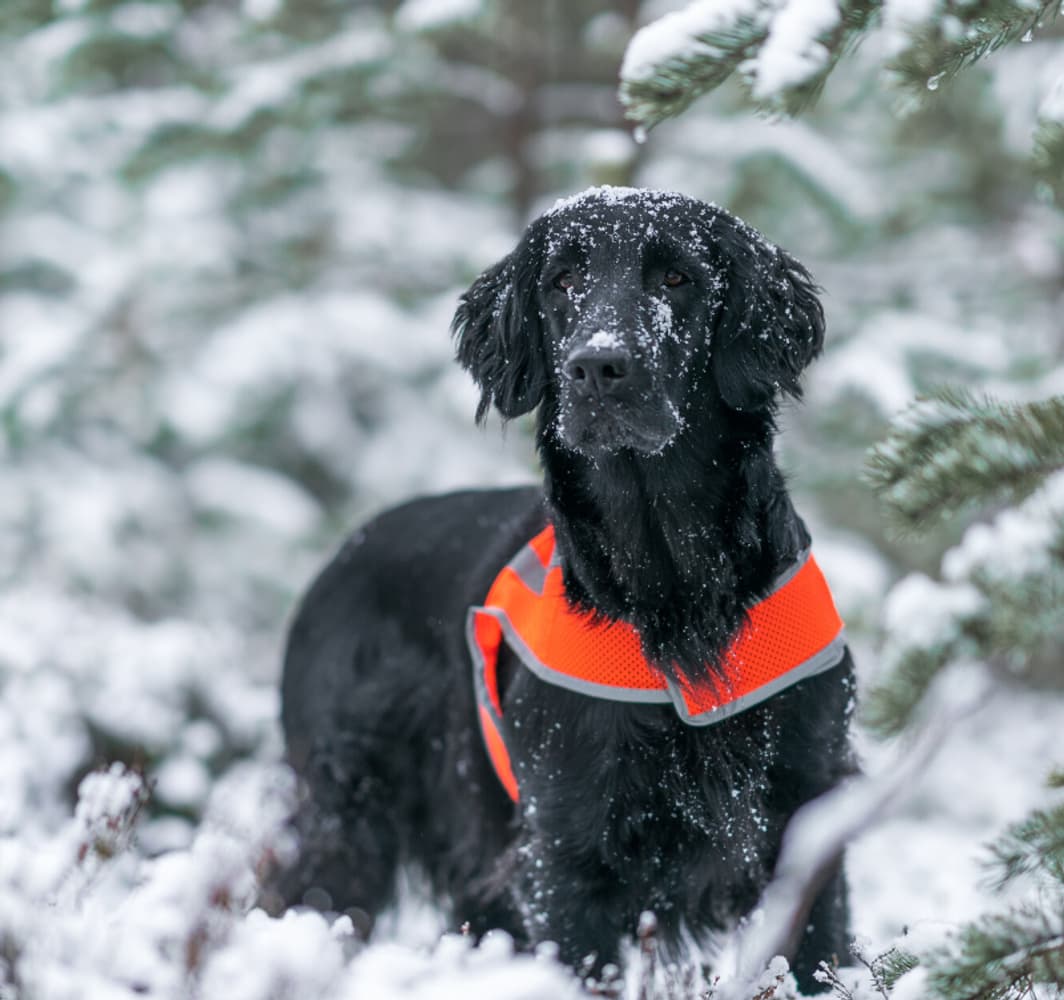 Reflexväst ATTE Orange M, view: 4