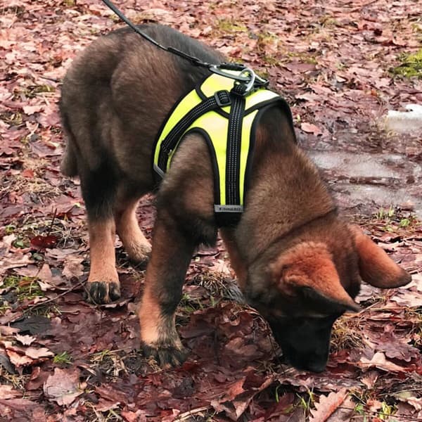 Västsele HALI Svart/gul M, view: 9