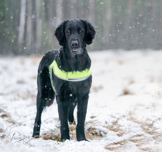 Reflexväst ATTE Neon Gul L, view: 2