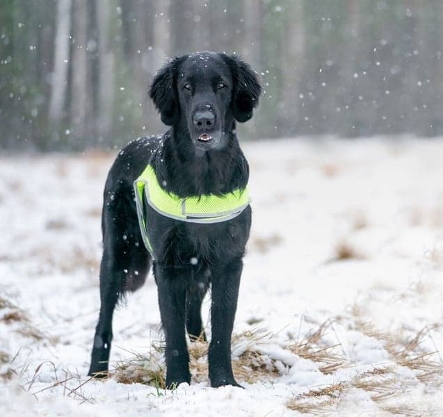 Reflexväst ATTE Neon Gul M, view: 2
