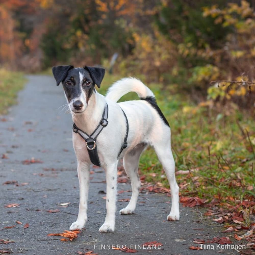 Träningssele SALO Svart M, view: 1