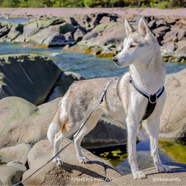 Träningssele SALO Svart S, view: 3