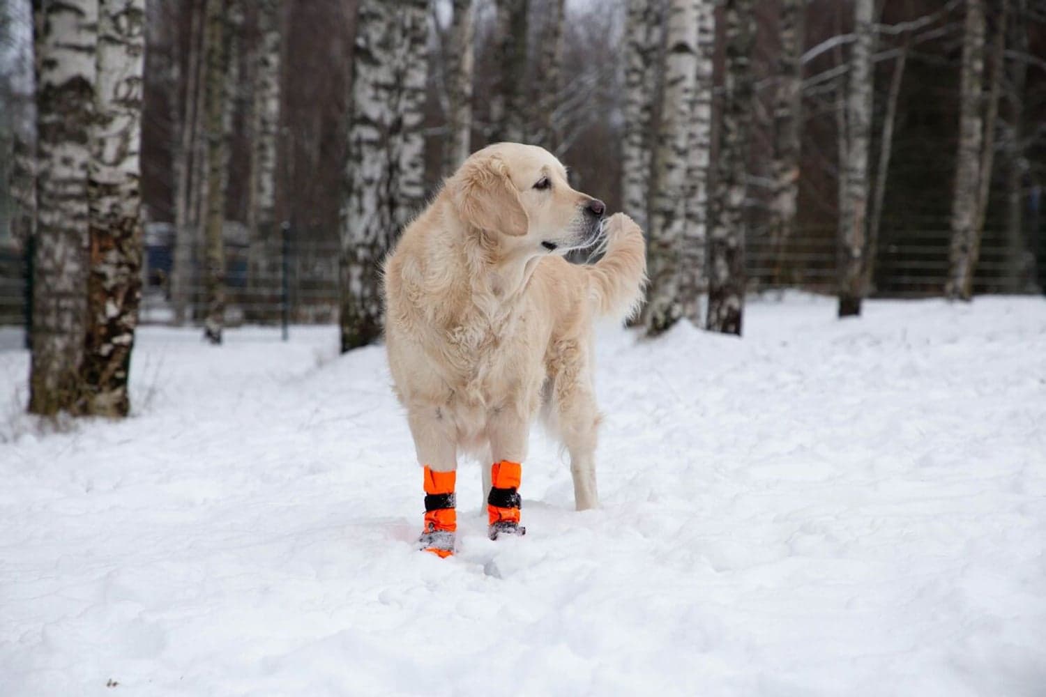 Hundsko SULO Orange M (2-pack), view: 5