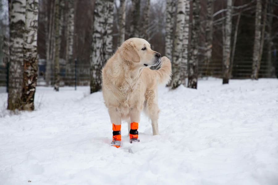 Hundsko SULO Orange M (2-pack), view: 5