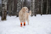 Hundsko SULO Orange M (2-pack) - view: 5