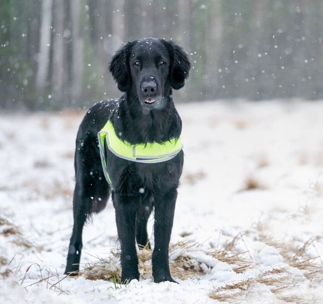 Reflexväst ATTE Neon Gul XL, view: 2