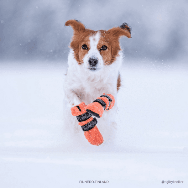 Hundsko HALLA Orange XL (4-pack), view: 2