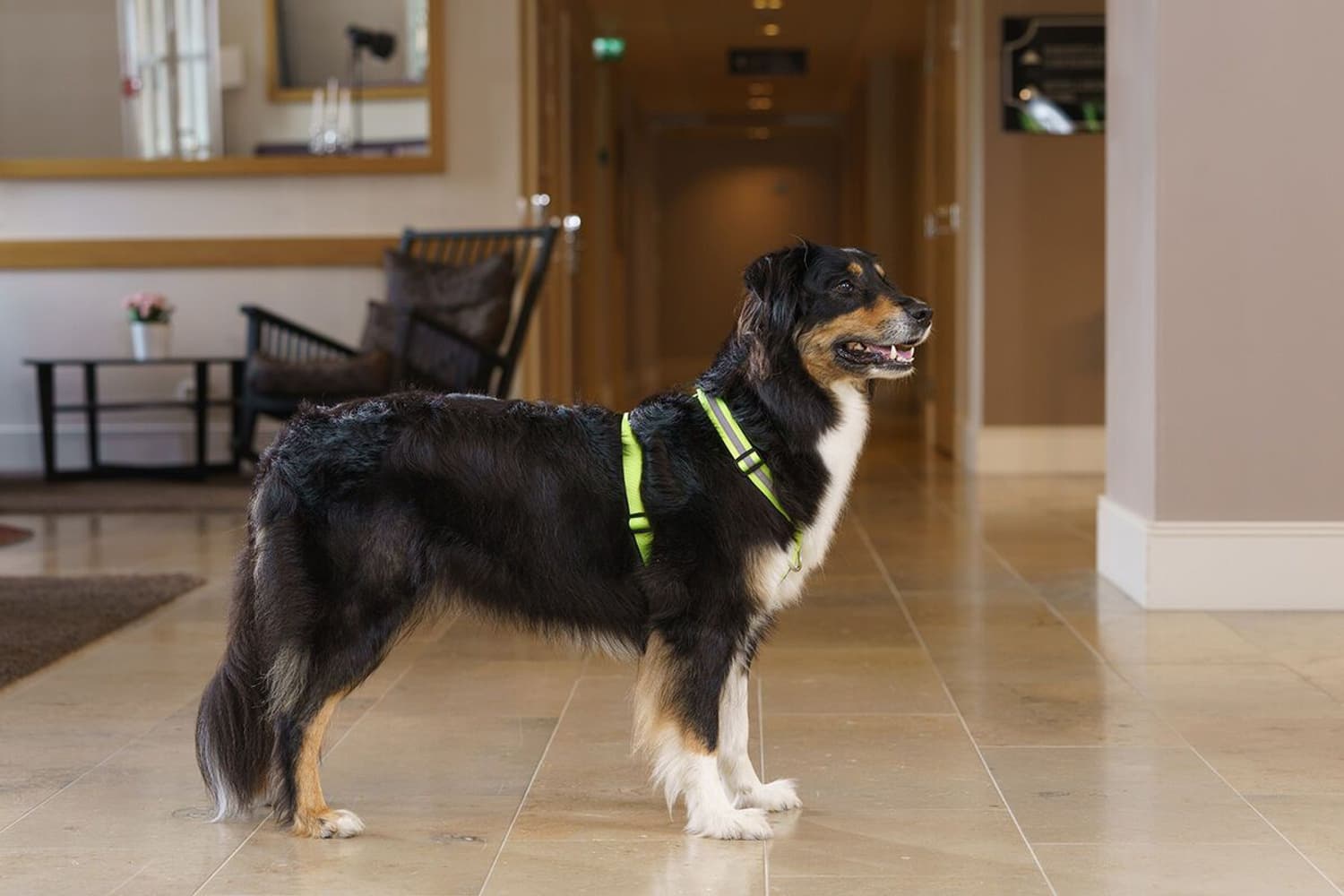 Träningssele SALO Ljusgul L, view: 4