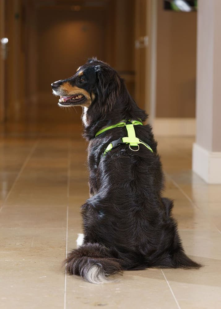 Träningssele SALO Ljusgul M, view: 3