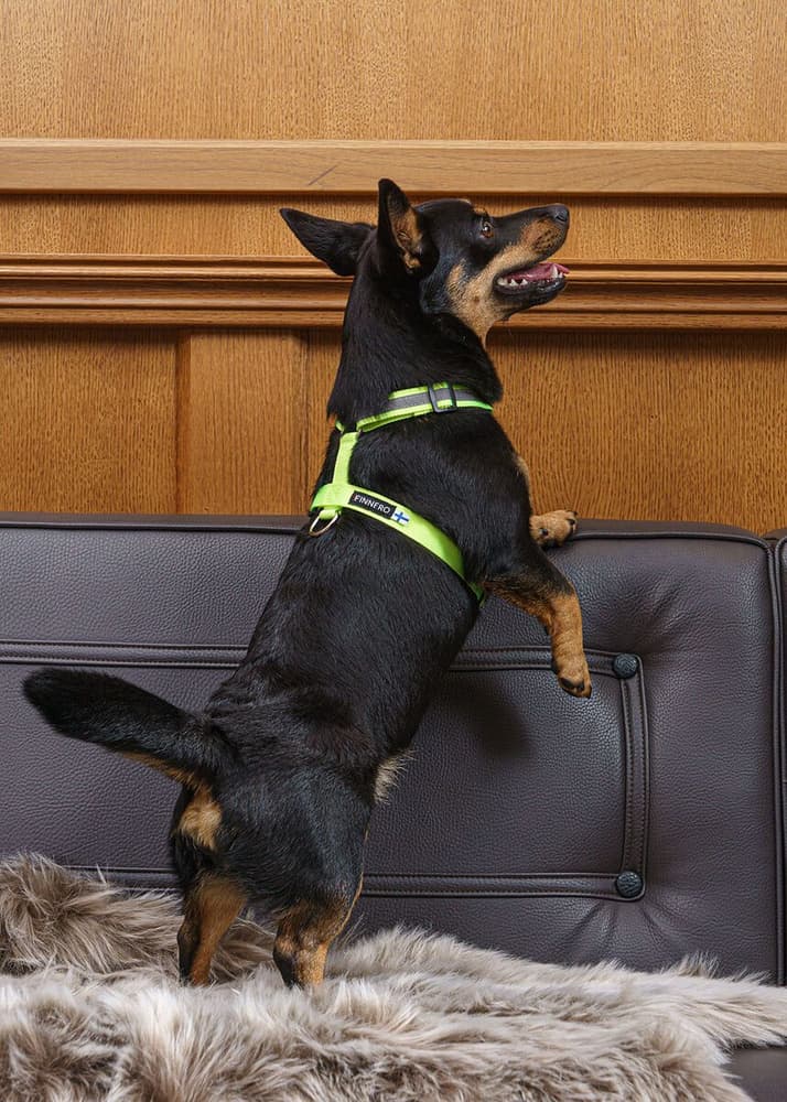 Träningssele SALO Ljusgul M, view: 2