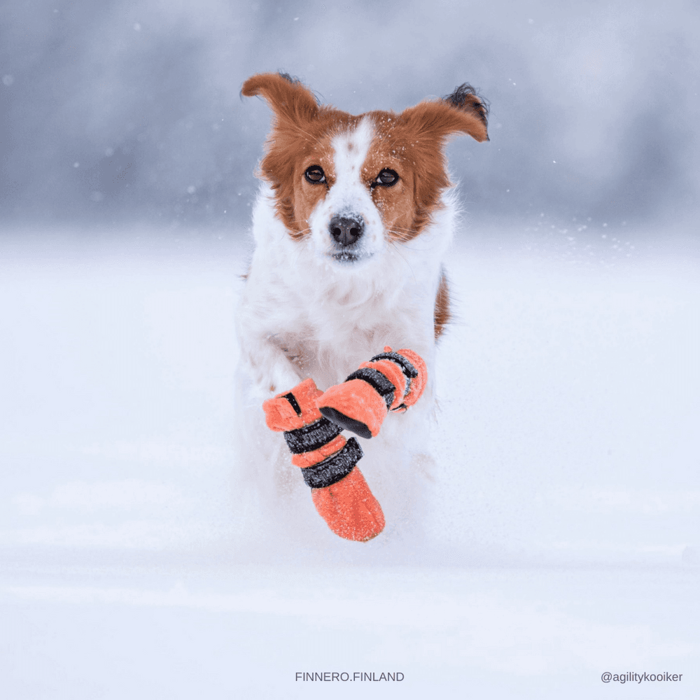 Hundsko HALLA Orange M-L (4-pack), view: 2