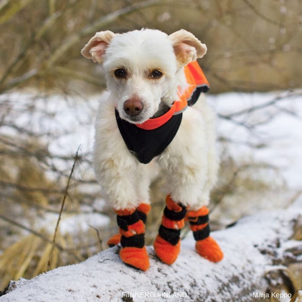Hundsko HALLA Orange M-L (4-pack), view: 3