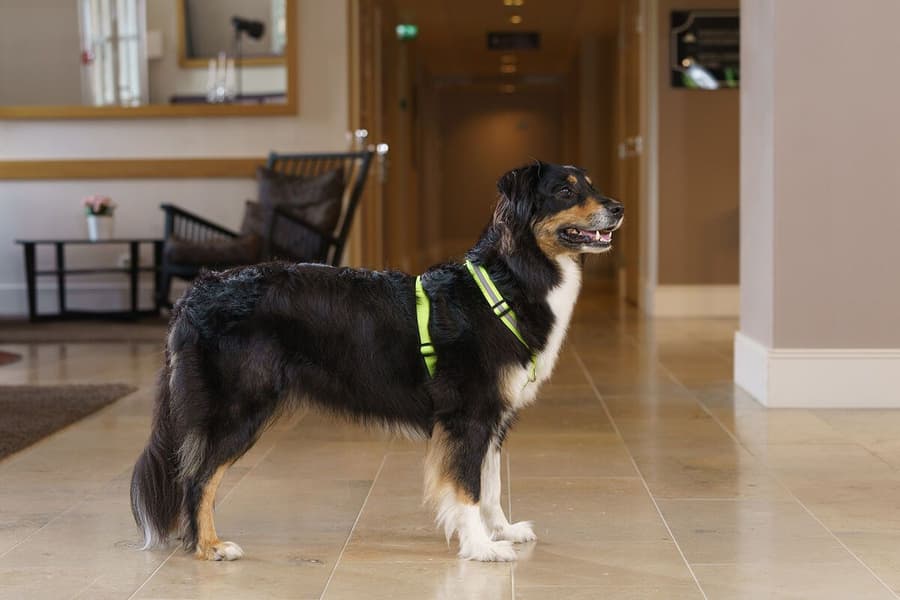 Träningssele SALO Ljusgul S, view: 4