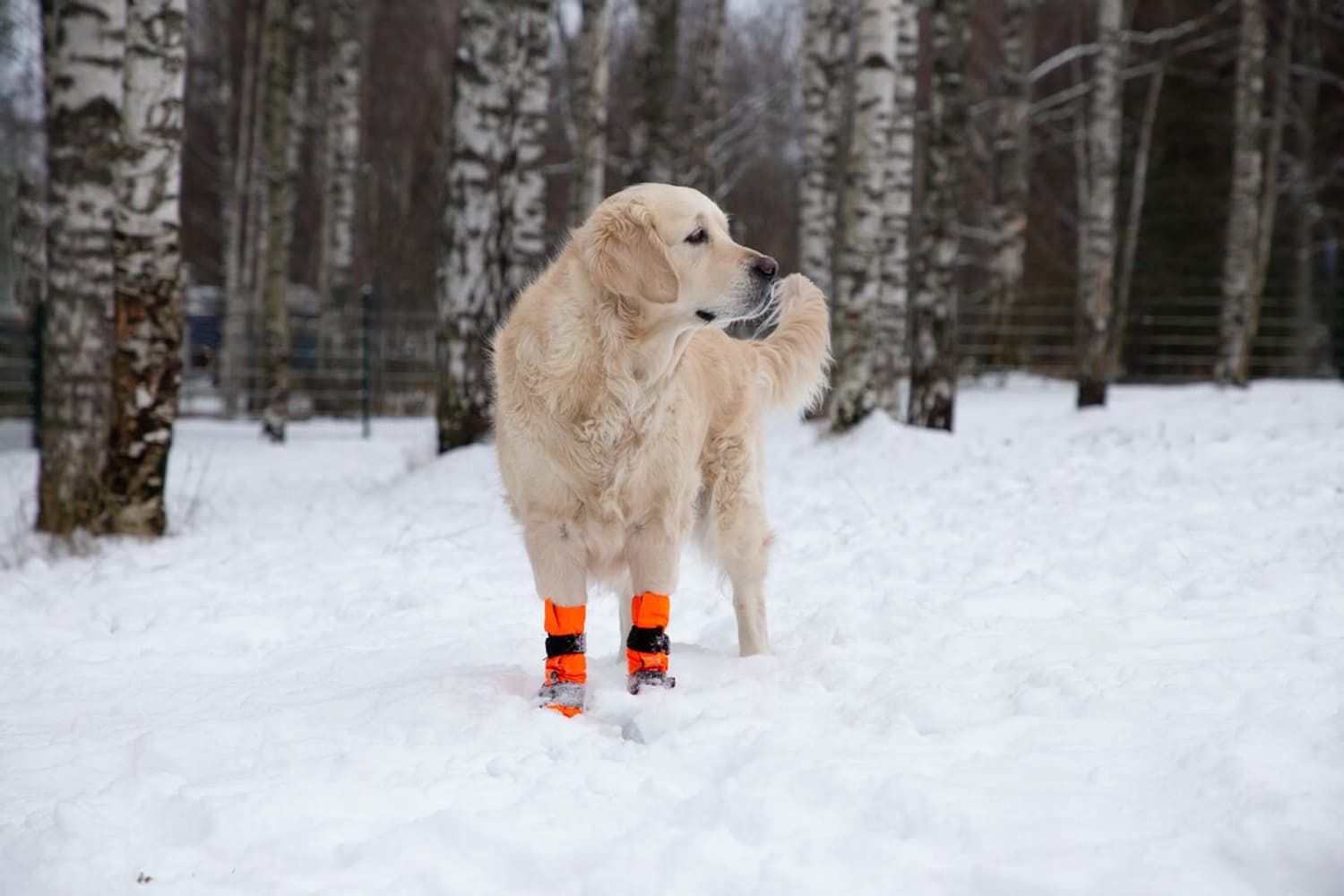 Hundsko SULO Orange L-XL (2-pack), view: 5