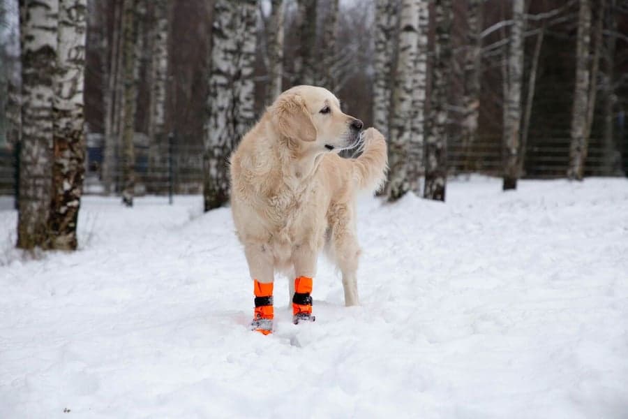 Hundsko SULO Orange XS-S (2-pack), view: 5