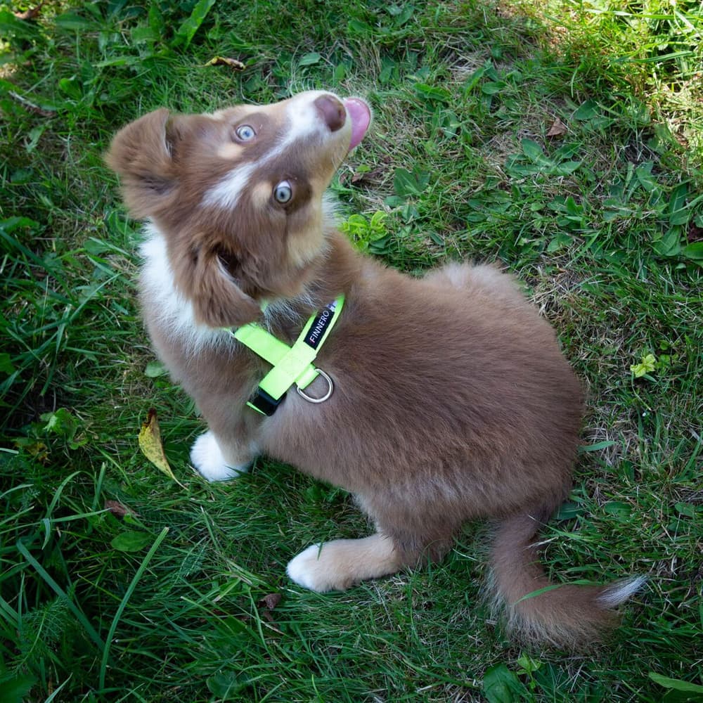 Träningssele SALO Ljusgul XS, view: 1