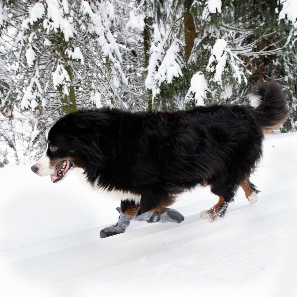 Hundsko HALLA LUX Grå M-L (2-pack), view: 2