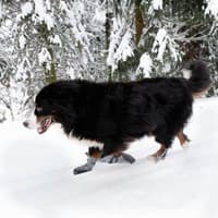 Hundsko HALLA LUX Grå M-L (2-pack) - view: 2