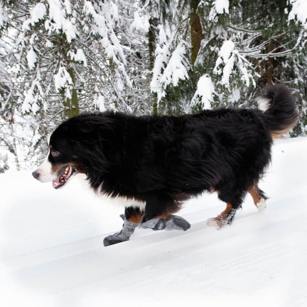 Hundsko HALLA LUX Grå XS-S (2-pack), view: 2