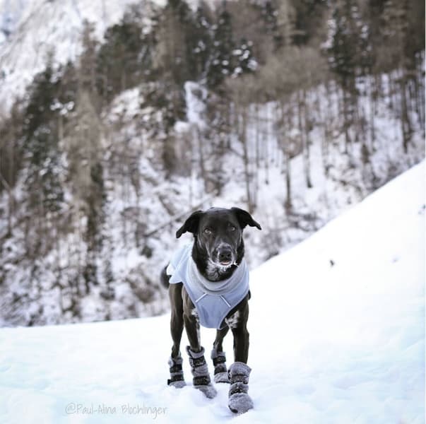 Hundsko HALLA Reflex Grå XL 4-pack, view: 2