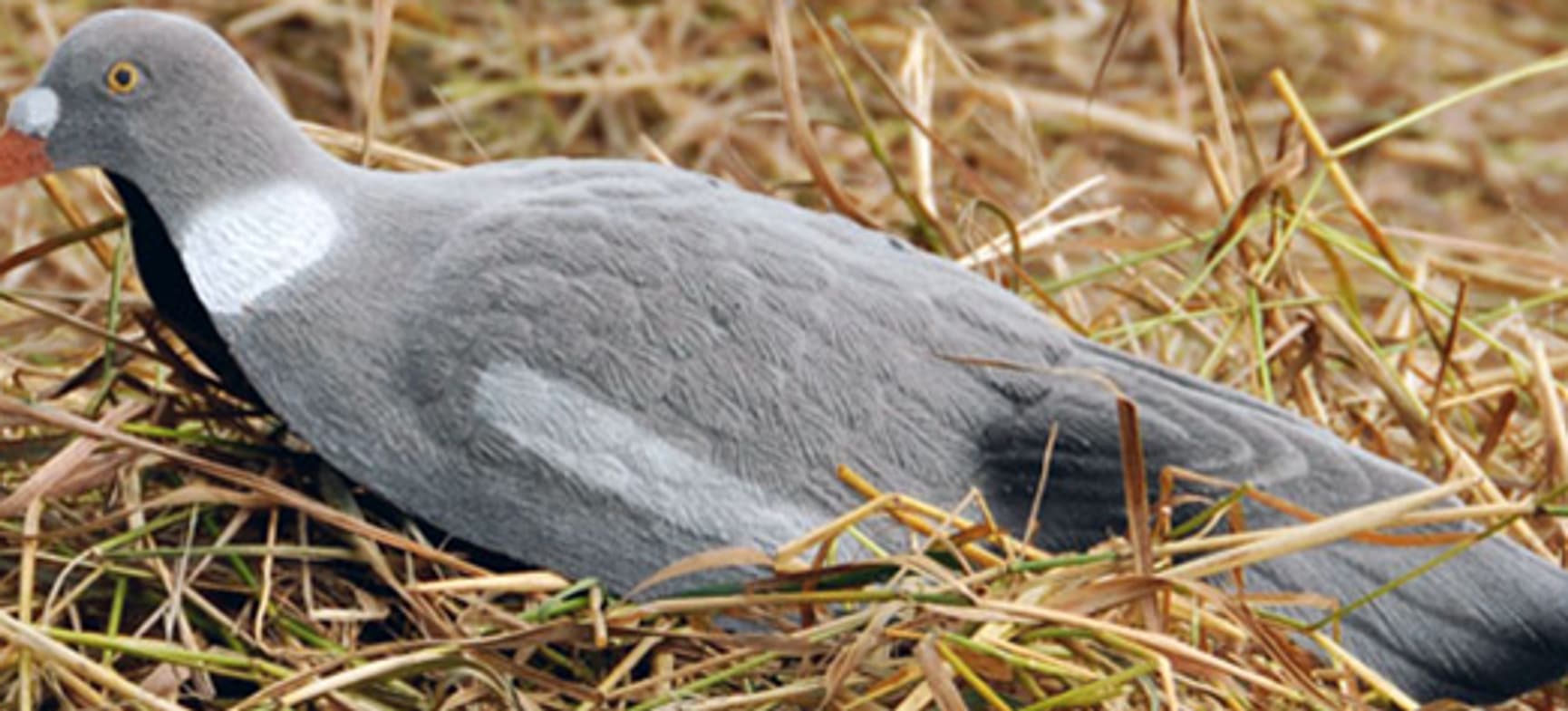 Flossad Bulvan Ringduva, view: 0