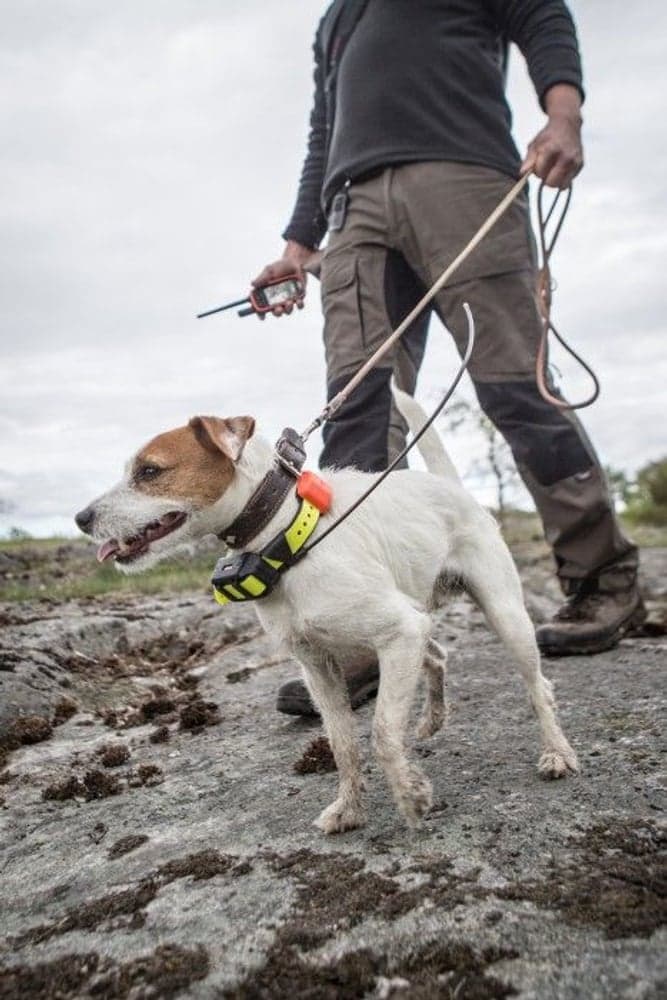 T5 GPS-Pejlhalsband, view: 2